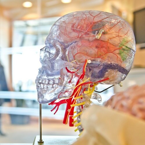 Model of transparent human head