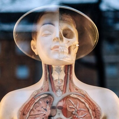 Human model with visible skeleton and inside organs